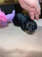 Windy, a female Miniature Dachshund for sale in Leesburg, NJ – Photo 1 of 4