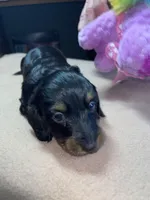 Windy, a female Miniature Dachshund for sale in Leesburg, NJ – Photo 3 of 4