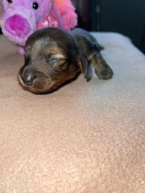 Bonnie – Miniature Dachshund puppy for sale in Leesburg, NJ