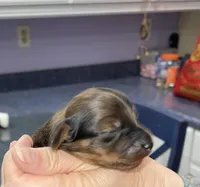 Bonnie, a female Miniature Dachshund for sale in Leesburg, NJ – Photo 4 of 5