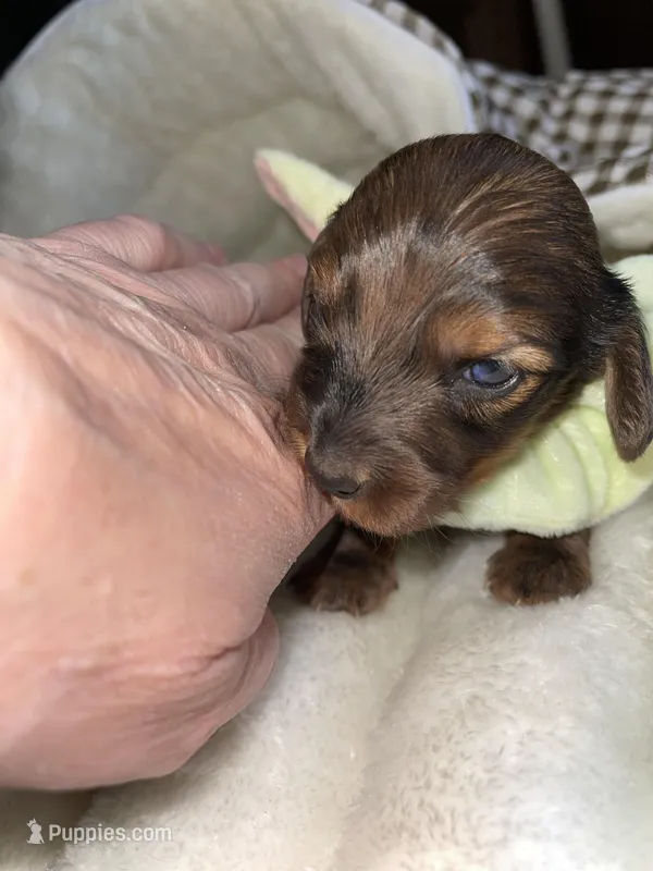 Bonnie – Miniature Dachshund puppy for sale in Leesburg, NJ
