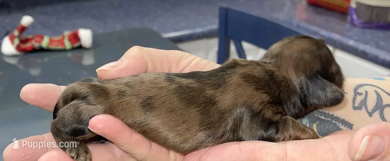 Bonnie – Miniature Dachshund puppy for sale in Leesburg, NJ