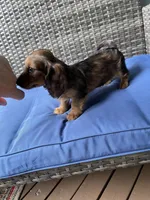 Bonnie, a female Miniature Dachshund for sale in Leesburg, NJ – 4 of 10