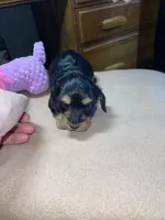 Rain, a female Miniature Dachshund for sale in Leesburg, NJ – Photo 5 of 10