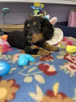 Rain, a female Miniature Dachshund for sale in Leesburg, NJ – Photo 4 of 10