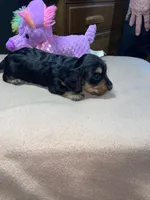 Rain, a female Miniature Dachshund for sale in Leesburg, NJ – Photo 7 of 10