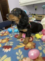 Rain, a female Miniature Dachshund for sale in Leesburg, NJ – Photo 8 of 10