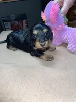 Rain, a female Miniature Dachshund for sale in Leesburg, NJ – Photo 6 of 10