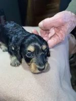 Rain, a female Miniature Dachshund for sale in Leesburg, NJ – Photo 9 of 10