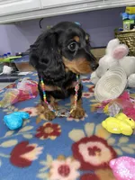 Rain, a female Miniature Dachshund for sale in Leesburg, NJ – Photo 6 of 10