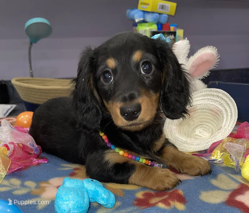 Rain – Miniature Dachshund puppy for sale in Leesburg, NJ