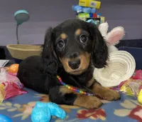 Rain, a female Miniature Dachshund for sale in Leesburg, NJ – Photo 1 of 10