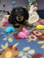 Rain, a female Miniature Dachshund for sale in Leesburg, NJ – Photo 9 of 10