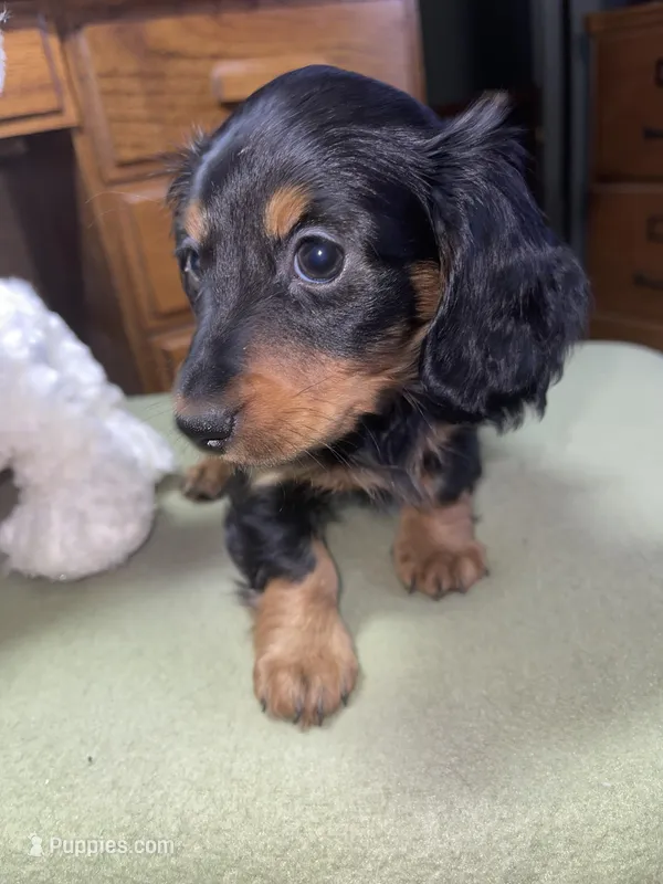 Rain – Miniature Dachshund puppy for sale in Leesburg, NJ