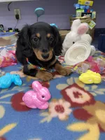 Rain, a female Miniature Dachshund for sale in Leesburg, NJ – Photo 3 of 10