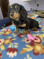 Rain, a female Miniature Dachshund for sale in Leesburg, NJ – Photo 10 of 10
