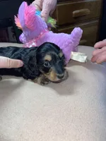 Rain, a female Miniature Dachshund for sale in Leesburg, NJ – Photo 8 of 10