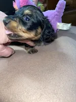 Rain, a female Miniature Dachshund for sale in Leesburg, NJ – Photo 10 of 10