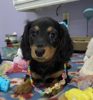 Rain, a female Miniature Dachshund for sale in Leesburg, NJ – Photo 2 of 10