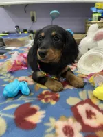 Rain, a female Miniature Dachshund for sale in Leesburg, NJ – Photo 5 of 10