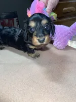 Rain, a female Miniature Dachshund for sale in Leesburg, NJ – Photo 1 of 10