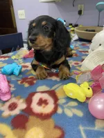 Rain, a female Miniature Dachshund for sale in Leesburg, NJ – Photo 7 of 10