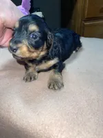 Rain, a female Miniature Dachshund for sale in Leesburg, NJ – Photo 4 of 10