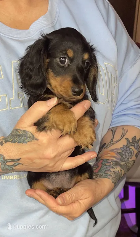 Rain – Miniature Dachshund puppy for sale in Leesburg, NJ