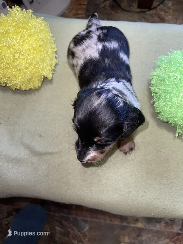 Thomas – Miniature Dachshund puppy for sale in Leesburg, NJ