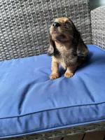 Bonnie, a female Miniature Dachshund for sale in Leesburg, NJ – 9 of 10