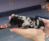 Thomas, a male Miniature Dachshund for sale in Leesburg, NJ – Photo 5 of 8