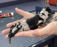 Thomas, a male Miniature Dachshund for sale in Leesburg, NJ – Photo 8 of 8