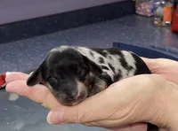 Thomas, a male Miniature Dachshund for sale in Leesburg, NJ – Photo 4 of 8