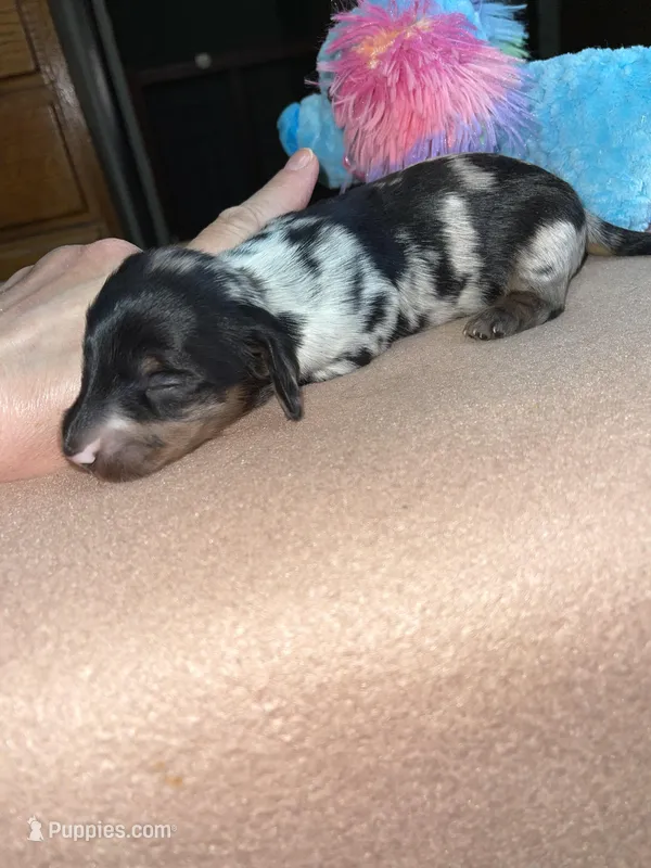 Thomas – Miniature Dachshund puppy for sale in Leesburg, NJ