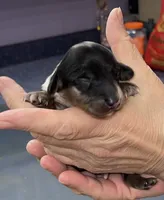 Thomas, a male Miniature Dachshund for sale in Leesburg, NJ – Photo 2 of 8