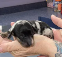 Thomas, a male Miniature Dachshund for sale in Leesburg, NJ – Photo 3 of 8