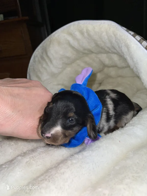 Thomas – Miniature Dachshund puppy for sale in Leesburg, NJ