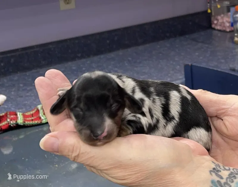 Thomas – Miniature Dachshund puppy for sale in Leesburg, NJ