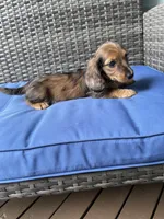 Bonnie, a female Miniature Dachshund for sale in Leesburg, NJ – 7 of 10