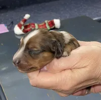 Timothy, a male Miniature Dachshund for sale in Leesburg, NJ – Photo 3 of 7