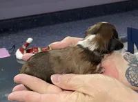 Timothy, a male Miniature Dachshund for sale in Leesburg, NJ – Photo 6 of 7