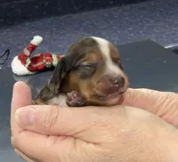 Timothy, a male Miniature Dachshund for sale in Leesburg, NJ – Photo 2 of 7