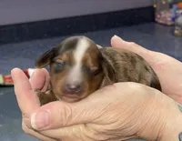 Timothy, a male Miniature Dachshund for sale in Leesburg, NJ – Photo 4 of 7