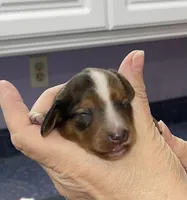 Timothy, a male Miniature Dachshund for sale in Leesburg, NJ – Photo 5 of 7