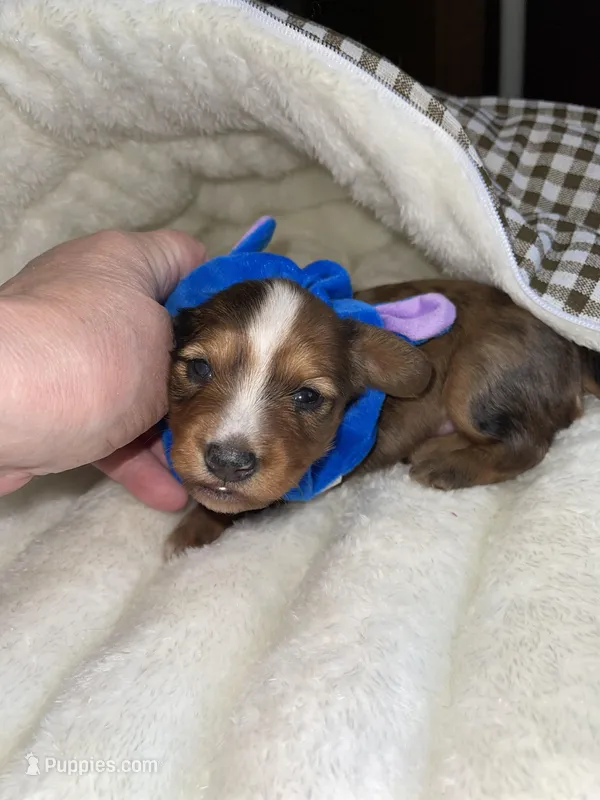 Timothy – Miniature Dachshund puppy for sale in Leesburg, NJ
