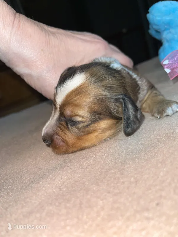 Timothy – Miniature Dachshund puppy for sale in Leesburg, NJ