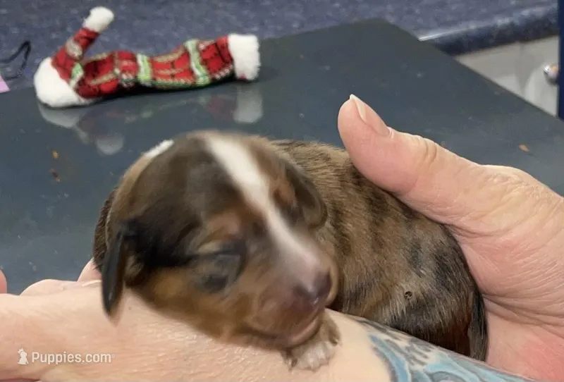 Timothy – Miniature Dachshund puppy for sale in Leesburg, NJ