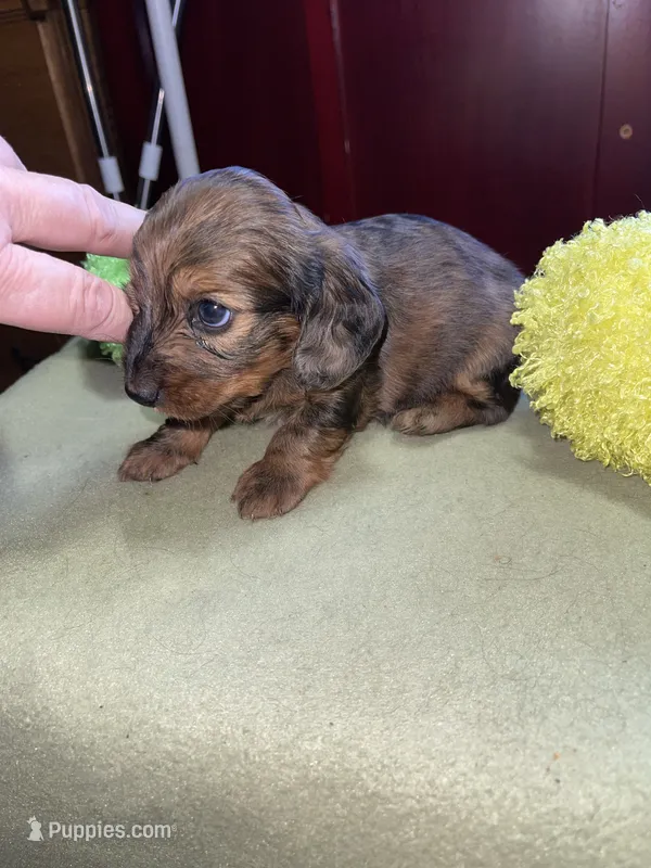 Bonnie – Miniature Dachshund puppy for sale in Leesburg, NJ