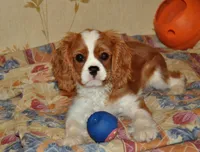 Knox, a male Cavalier King Charles Spaniel for sale in Orlando, FL – 2 of 2