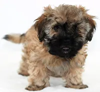 Missy, a female Russian Tsvetnaya Bolonk for sale in Orlando, FL – 3 of 5